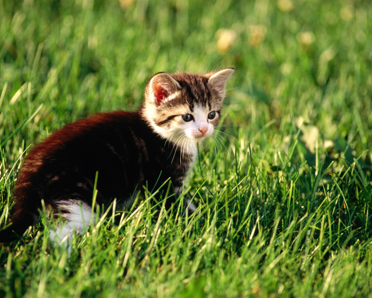 1920 Cat Foto Tapety (1) #14 - 1280x1024