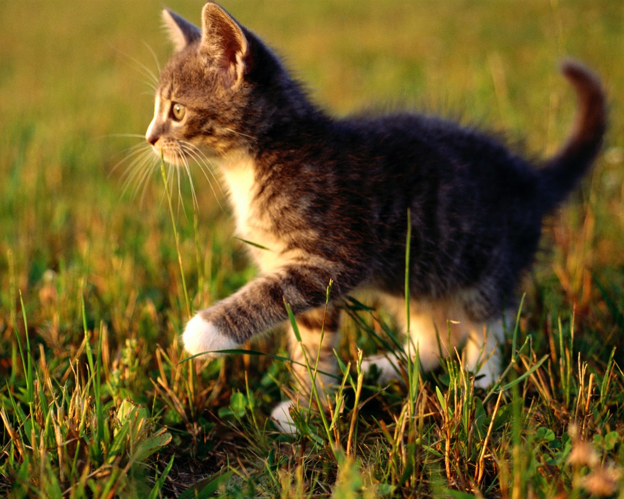 1920 Cat Foto Tapety (1) #15 - 1280x1024