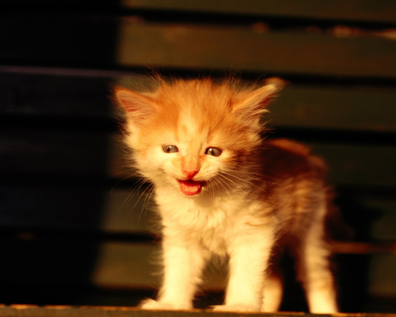1920 Cat Foto Tapety (1) #16 - 1280x1024