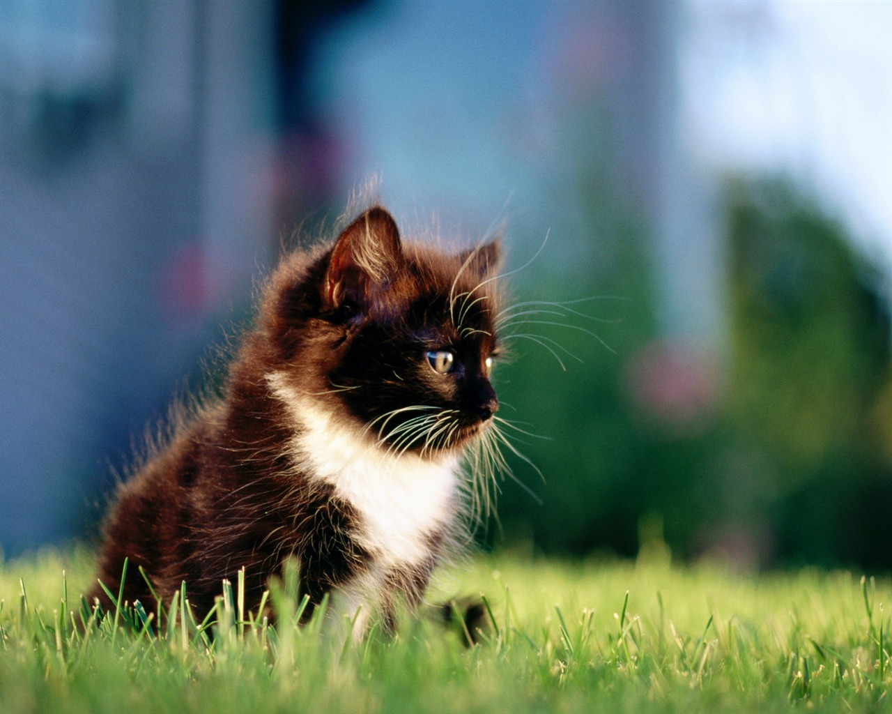 1920 Cat Foto Tapety (1) #17 - 1280x1024