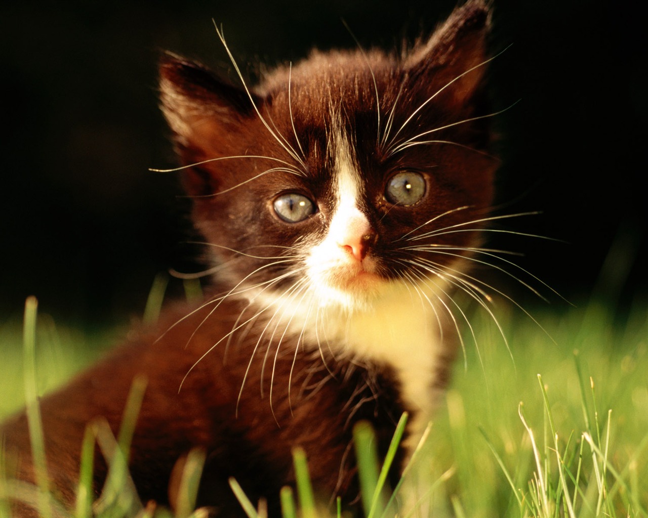 1920 Cat Foto Tapety (1) #20 - 1280x1024