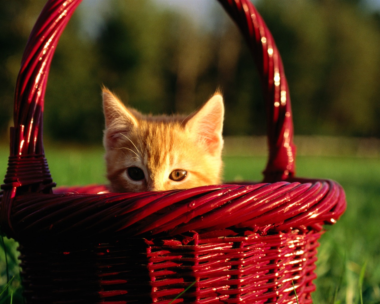1920 Cat Foto Tapety (2) #4 - 1280x1024