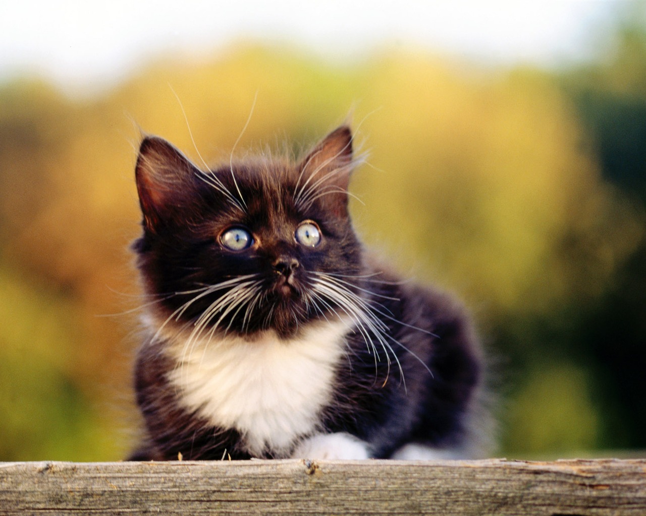 1920 Cat Foto Tapety (2) #6 - 1280x1024