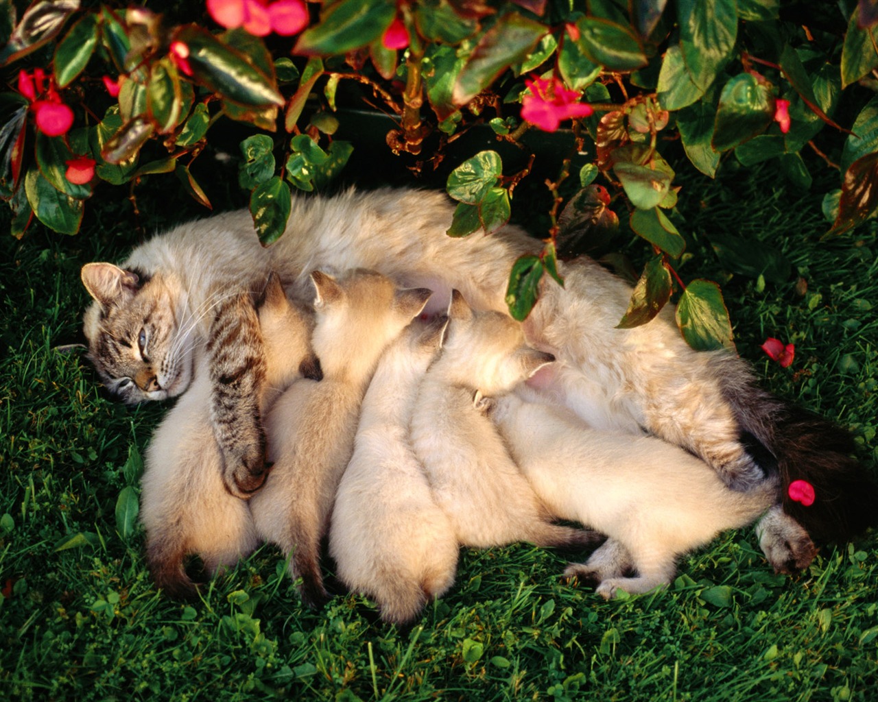 1920 Cat Foto Tapety (2) #7 - 1280x1024
