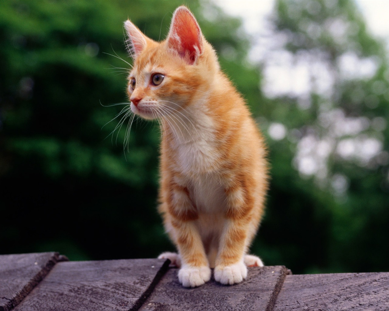 1920 Cat Foto Tapety (2) #9 - 1280x1024