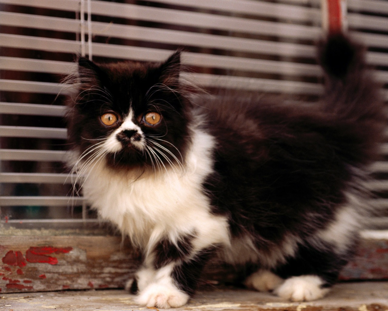 1920 Cat Foto Tapety (2) #12 - 1280x1024