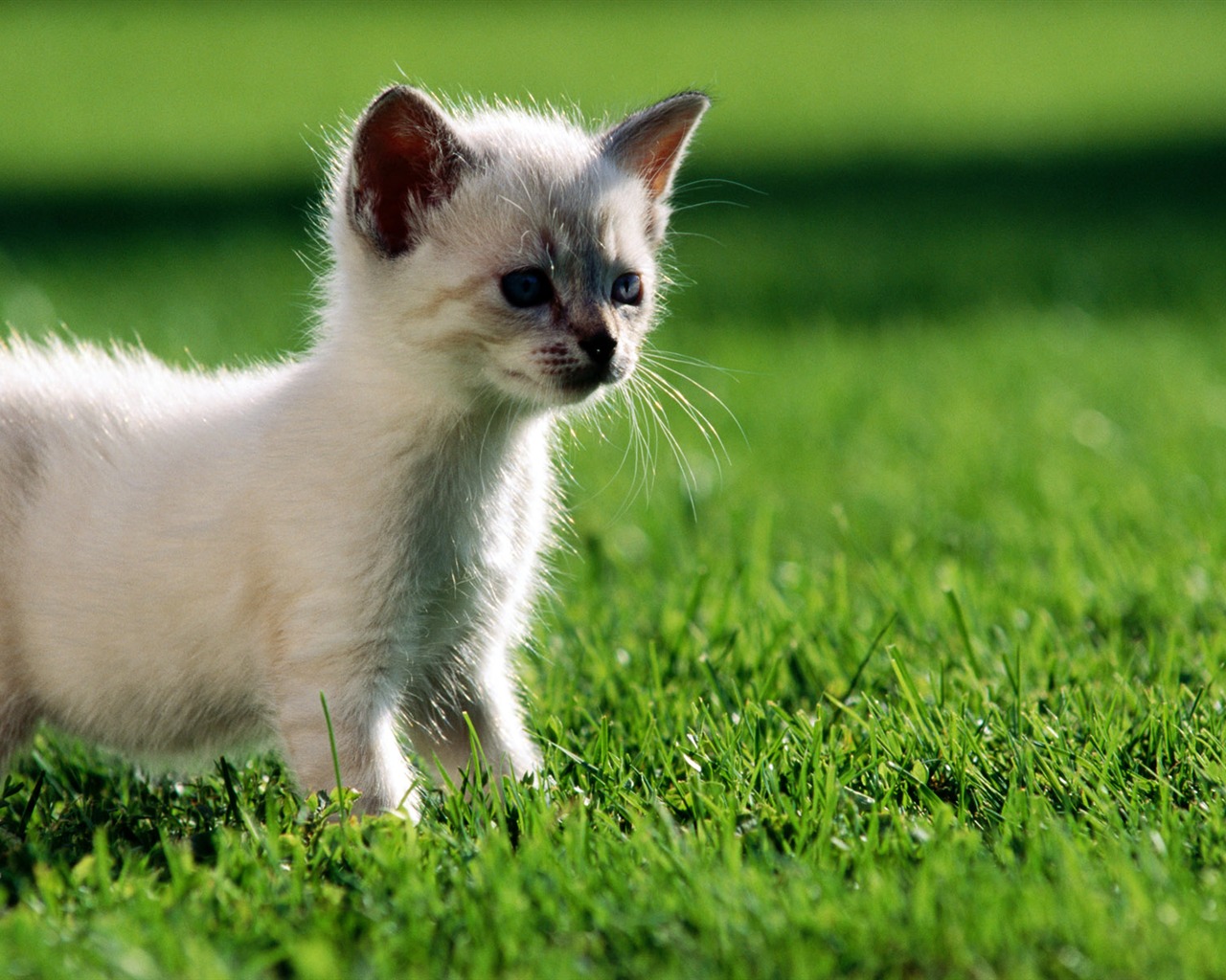1920 Cat Foto Tapety (2) #13 - 1280x1024