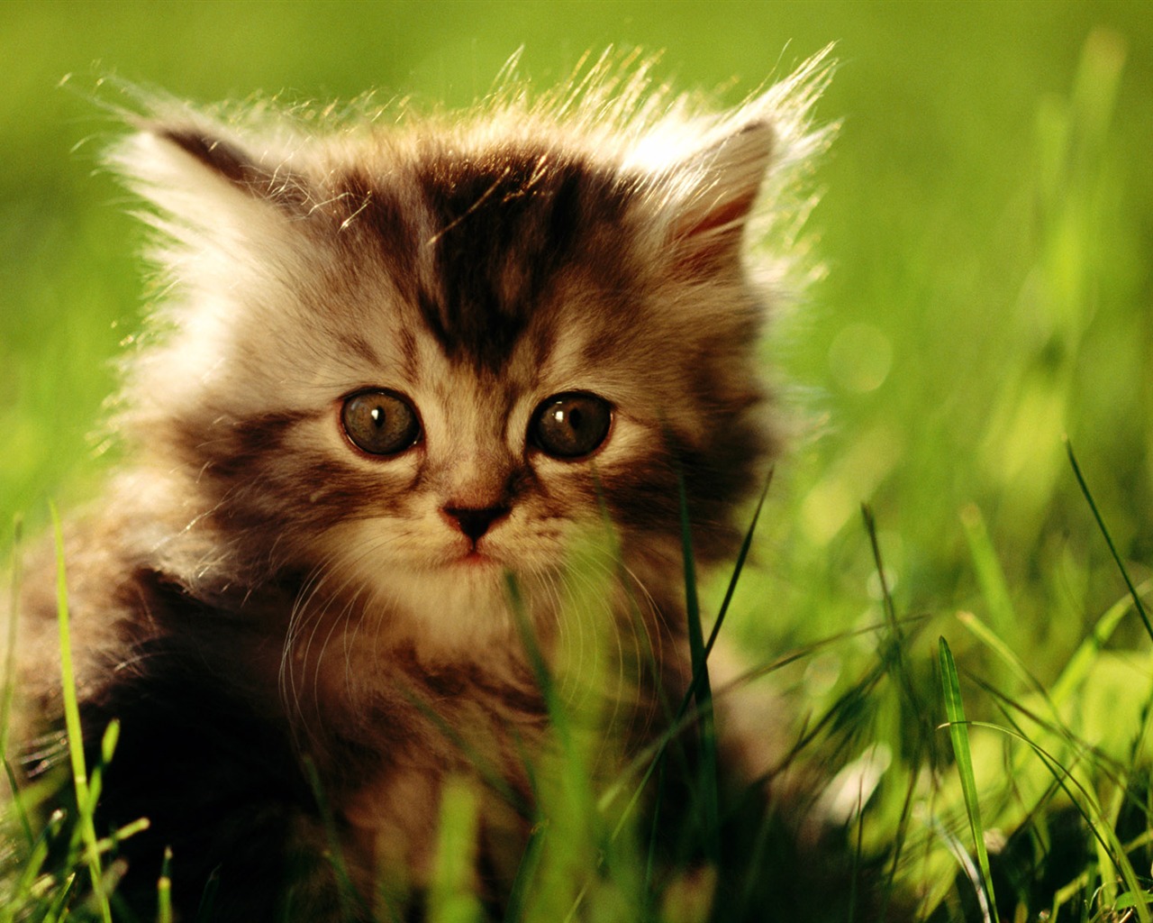 1920 Cat Foto Tapety (2) #14 - 1280x1024