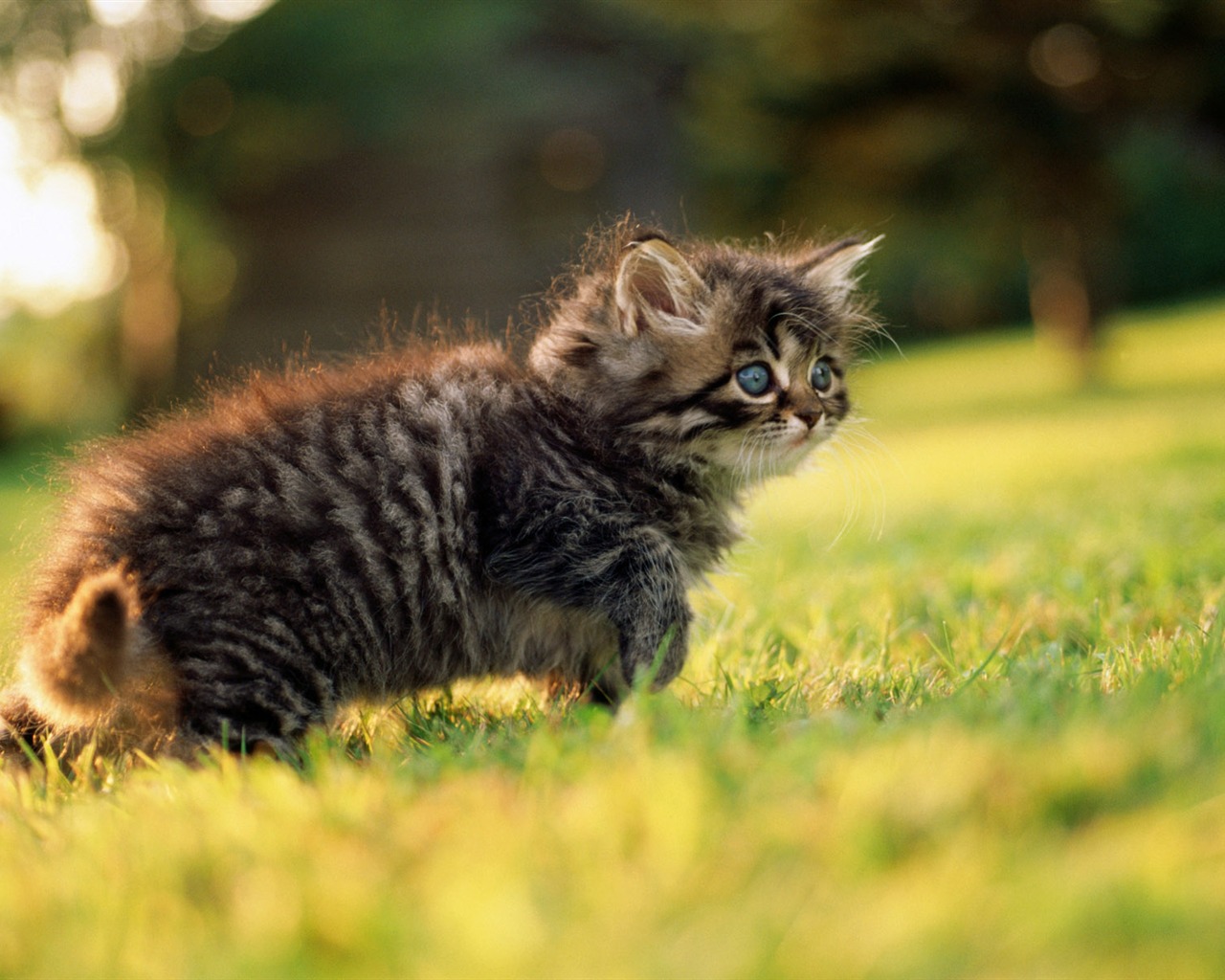 1920 Cat Foto Tapety (2) #16 - 1280x1024
