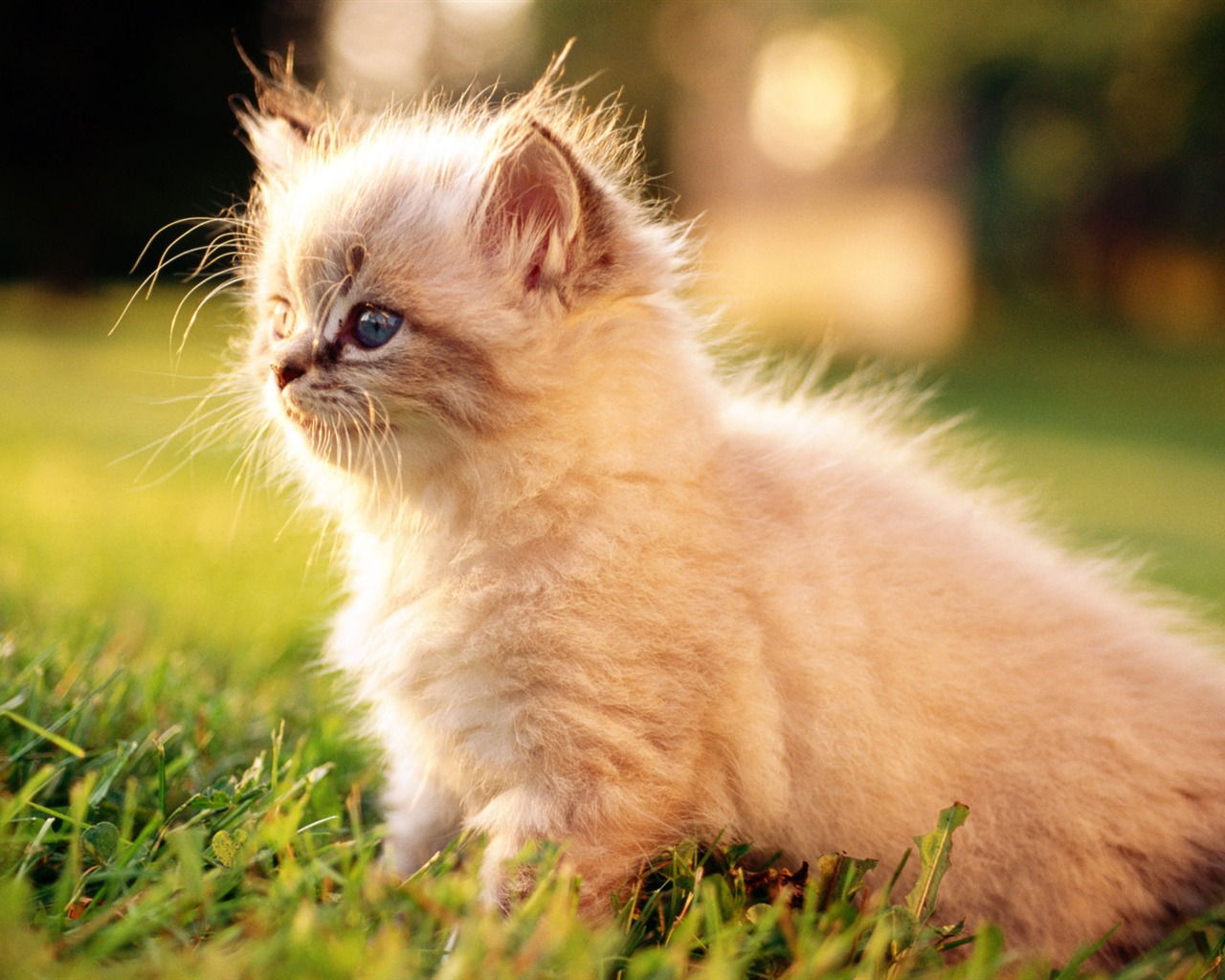 1920 Cat Foto Tapety (2) #19 - 1280x1024