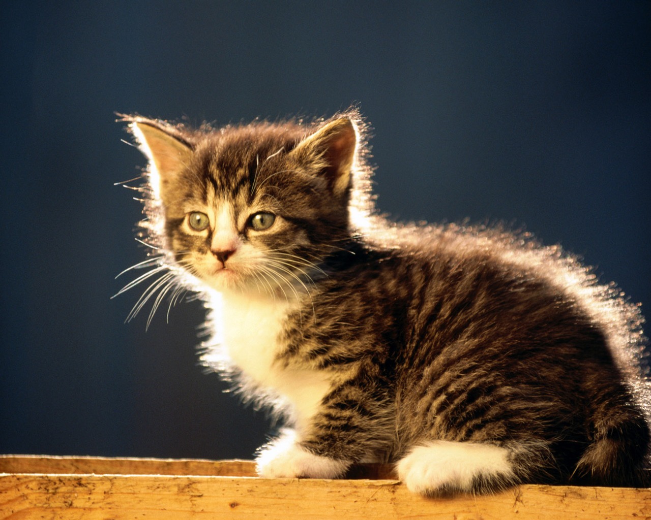 1920 Cat Foto Tapety (2) #20 - 1280x1024