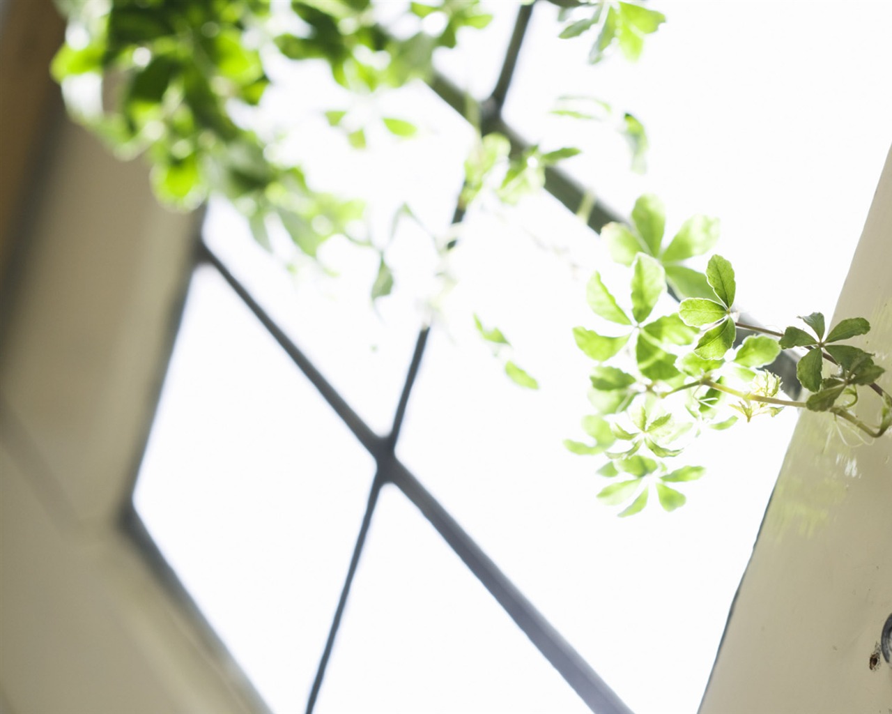 Indoor floral wallpaper (4) #6 - 1280x1024