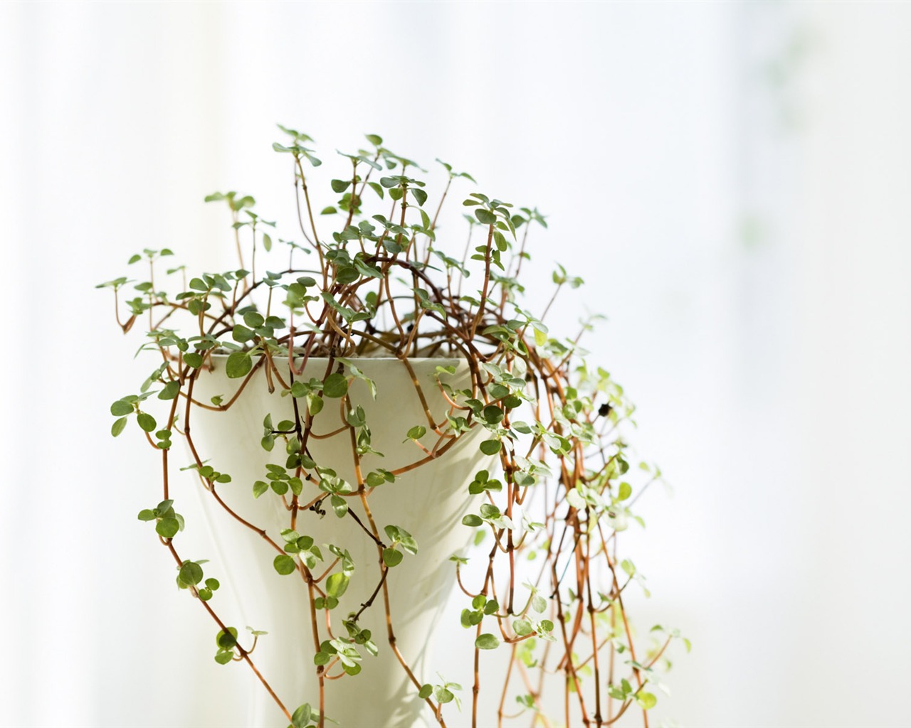 Indoor floral wallpaper (4) #10 - 1280x1024