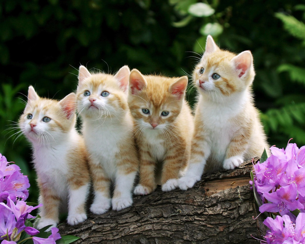 1920 Cat Foto Tapety (3) #2 - 1280x1024