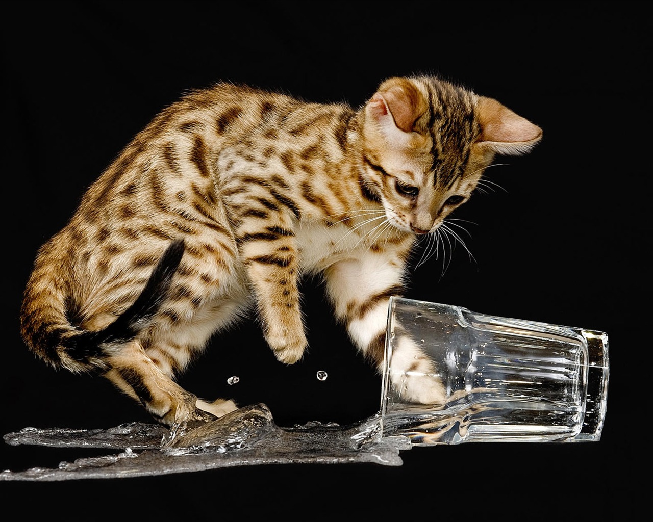 1920 Cat Foto Tapety (3) #4 - 1280x1024