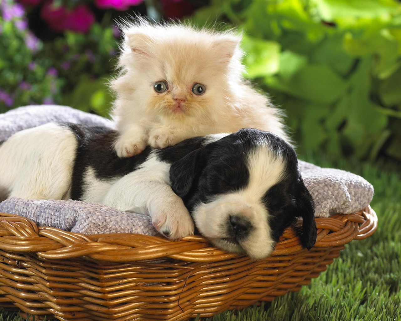 1920 Cat Foto Tapety (3) #6 - 1280x1024