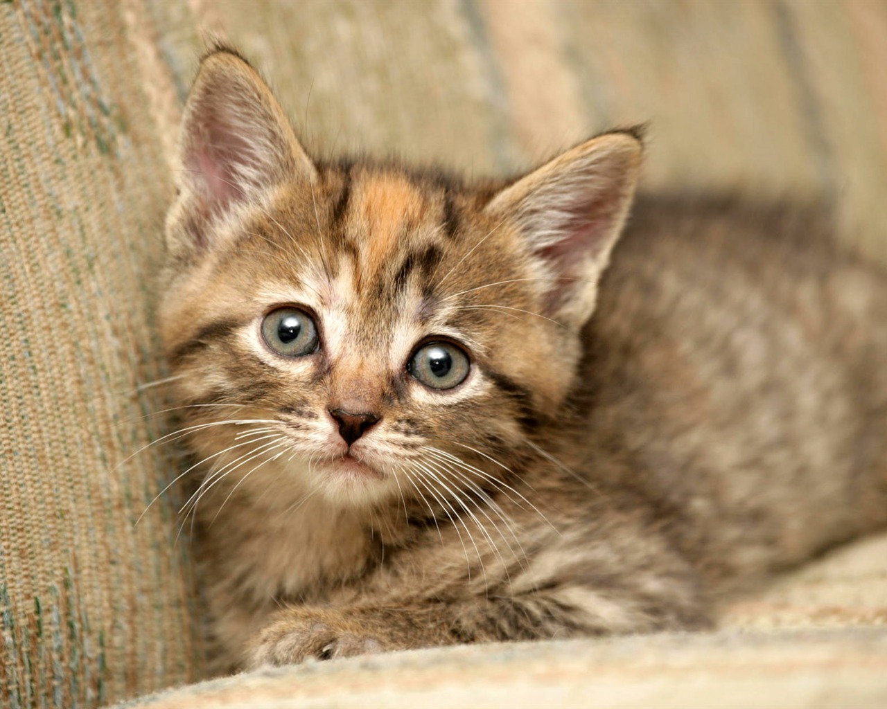 1920 Cat Foto Tapety (3) #7 - 1280x1024