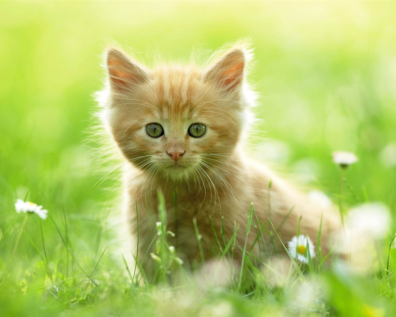 1920 Cat Photo Wallpaper (3) #10 - 1280x1024