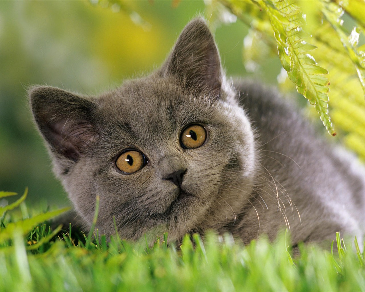 1920 Cat Foto Tapety (3) #11 - 1280x1024