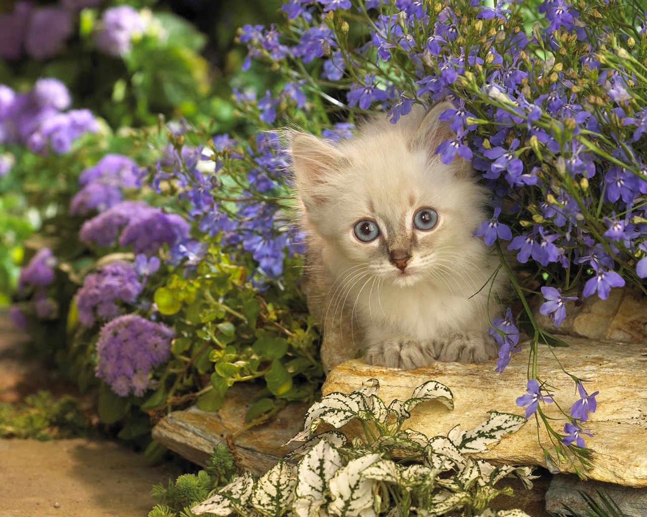 1920 Cat Foto Tapety (3) #12 - 1280x1024