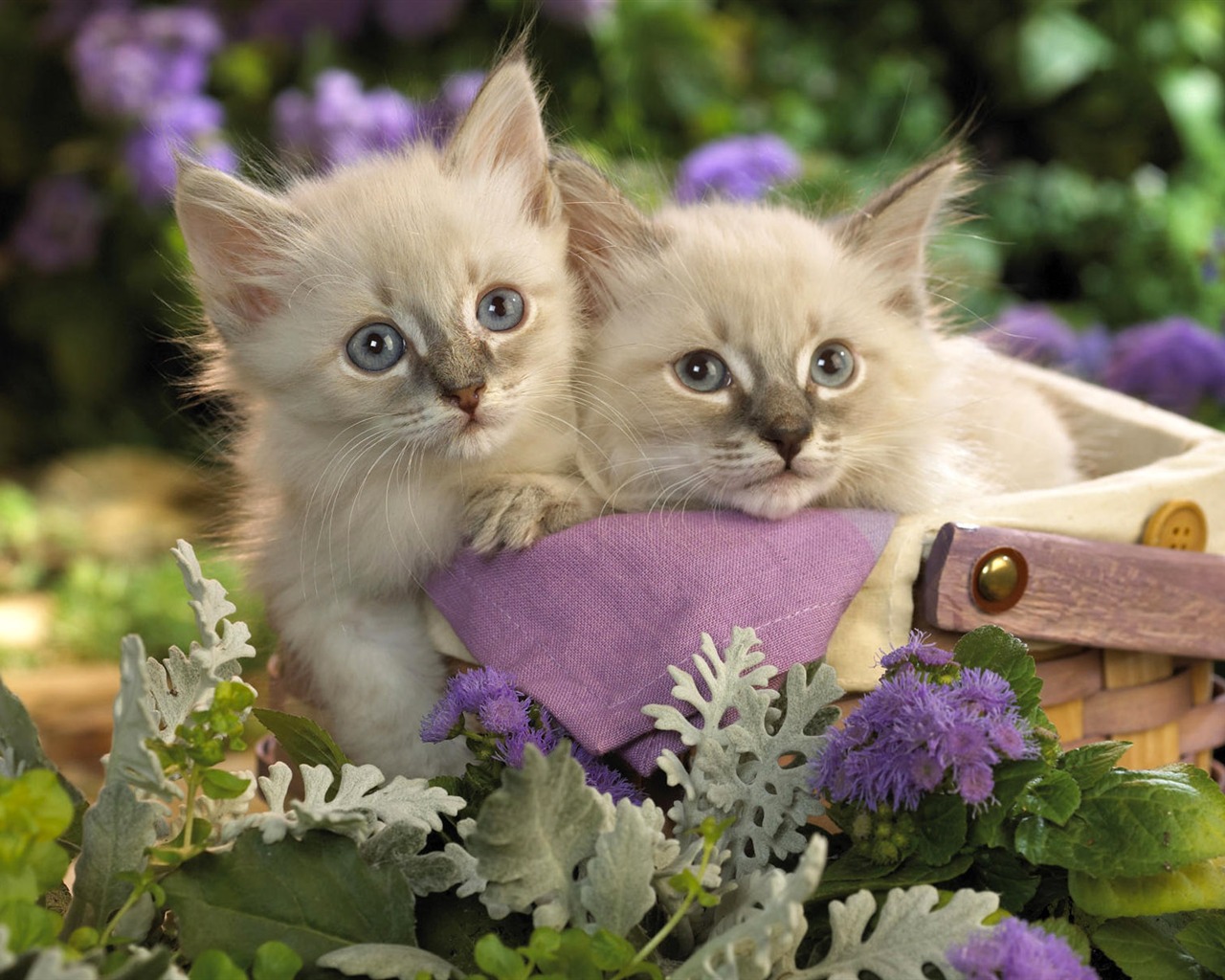 1920 Cat Foto Tapety (3) #14 - 1280x1024