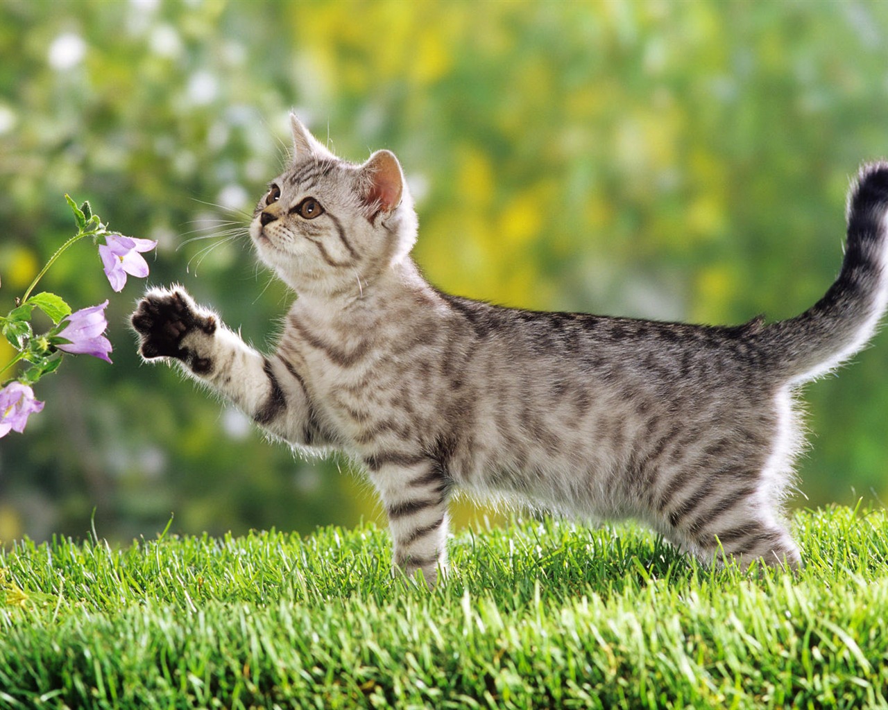 1920 Cat Foto Tapety (3) #17 - 1280x1024