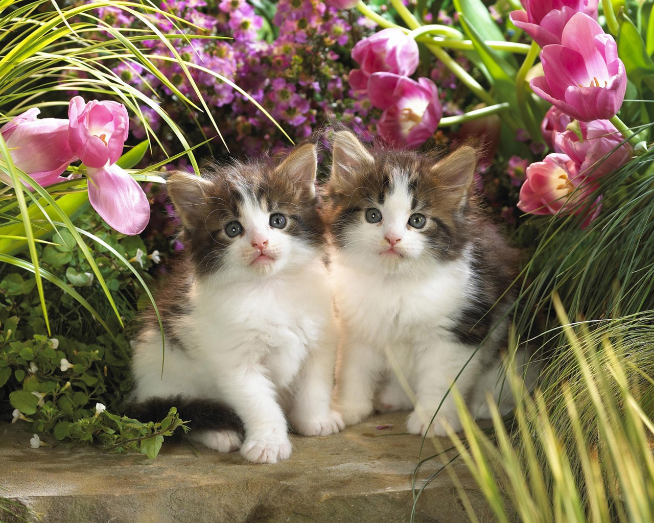 1920 Cat Photo Wallpaper (3) #18 - 1280x1024