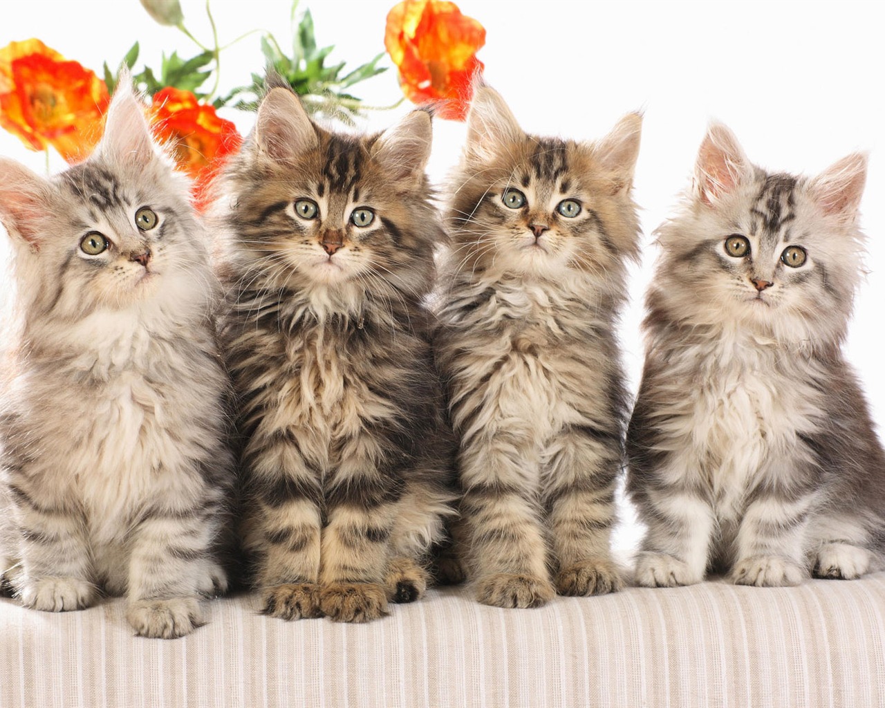 1920 Cat Foto Tapety (3) #19 - 1280x1024