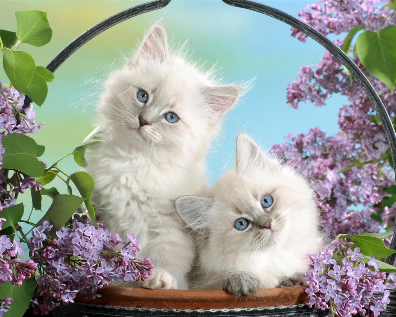 1920 Cat Foto Tapety (3) #20 - 1280x1024