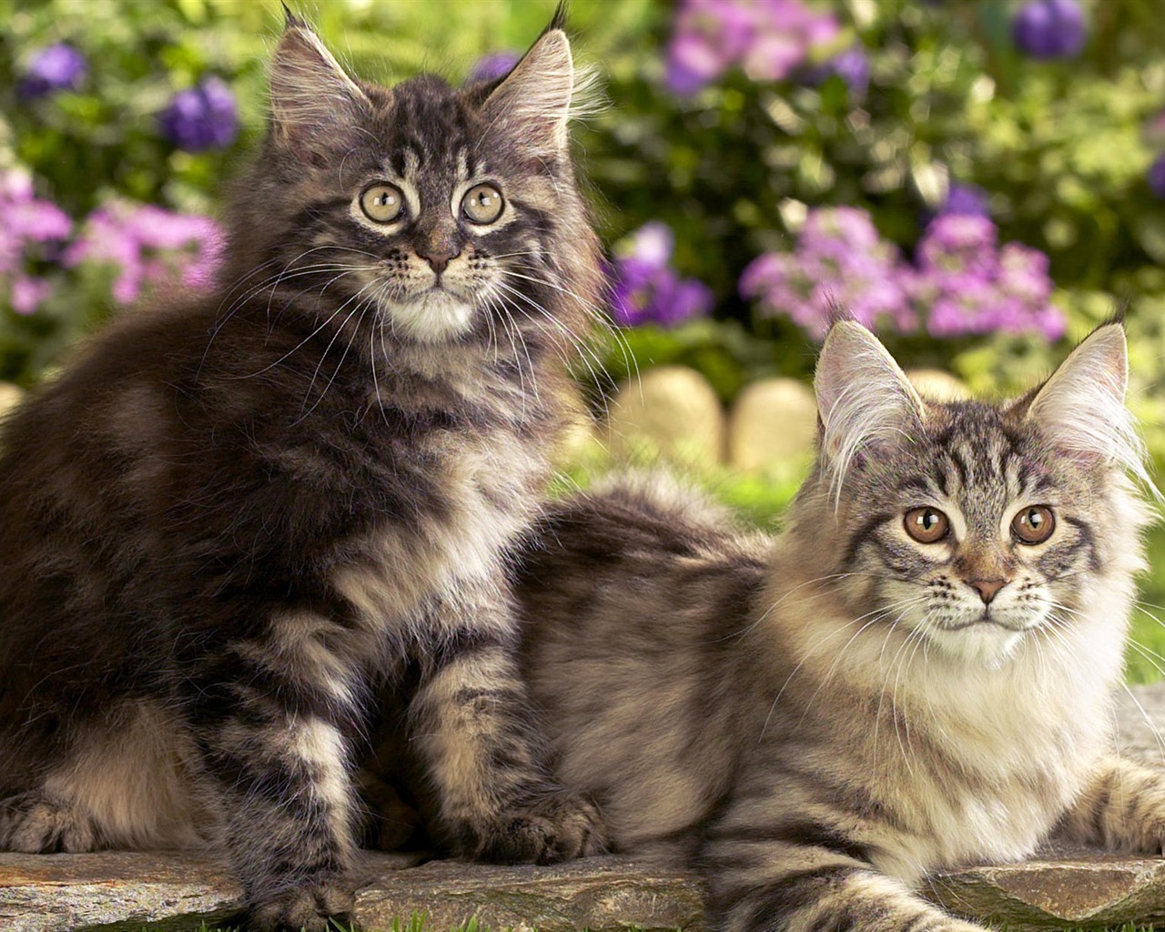 1920 Cat Foto Tapety (4) #2 - 1280x1024
