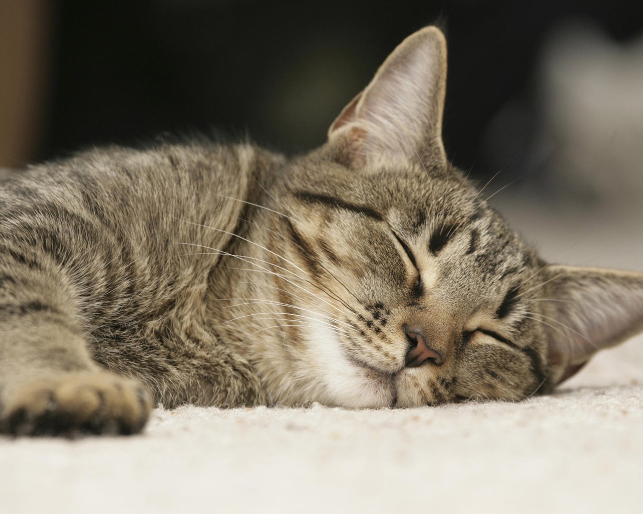 1920 Cat Foto Tapety (4) #4 - 1280x1024