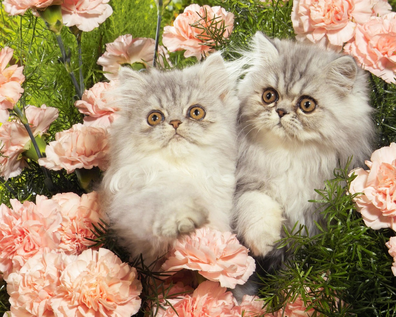 1920 Cat Foto Tapety (4) #5 - 1280x1024