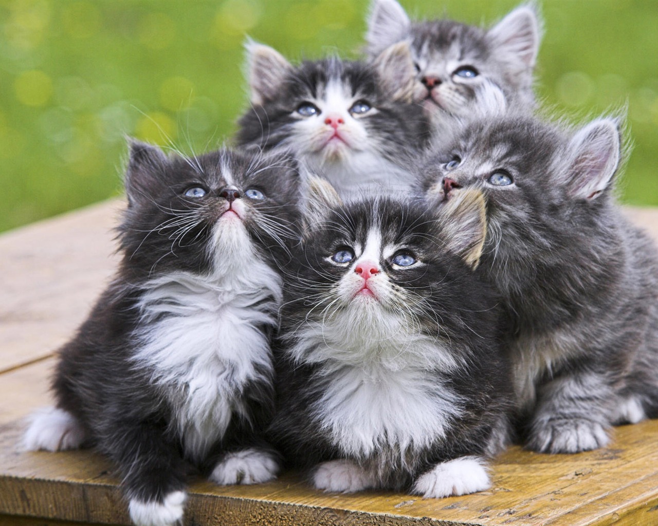 1920 Cat Photo Wallpaper (4) #7 - 1280x1024