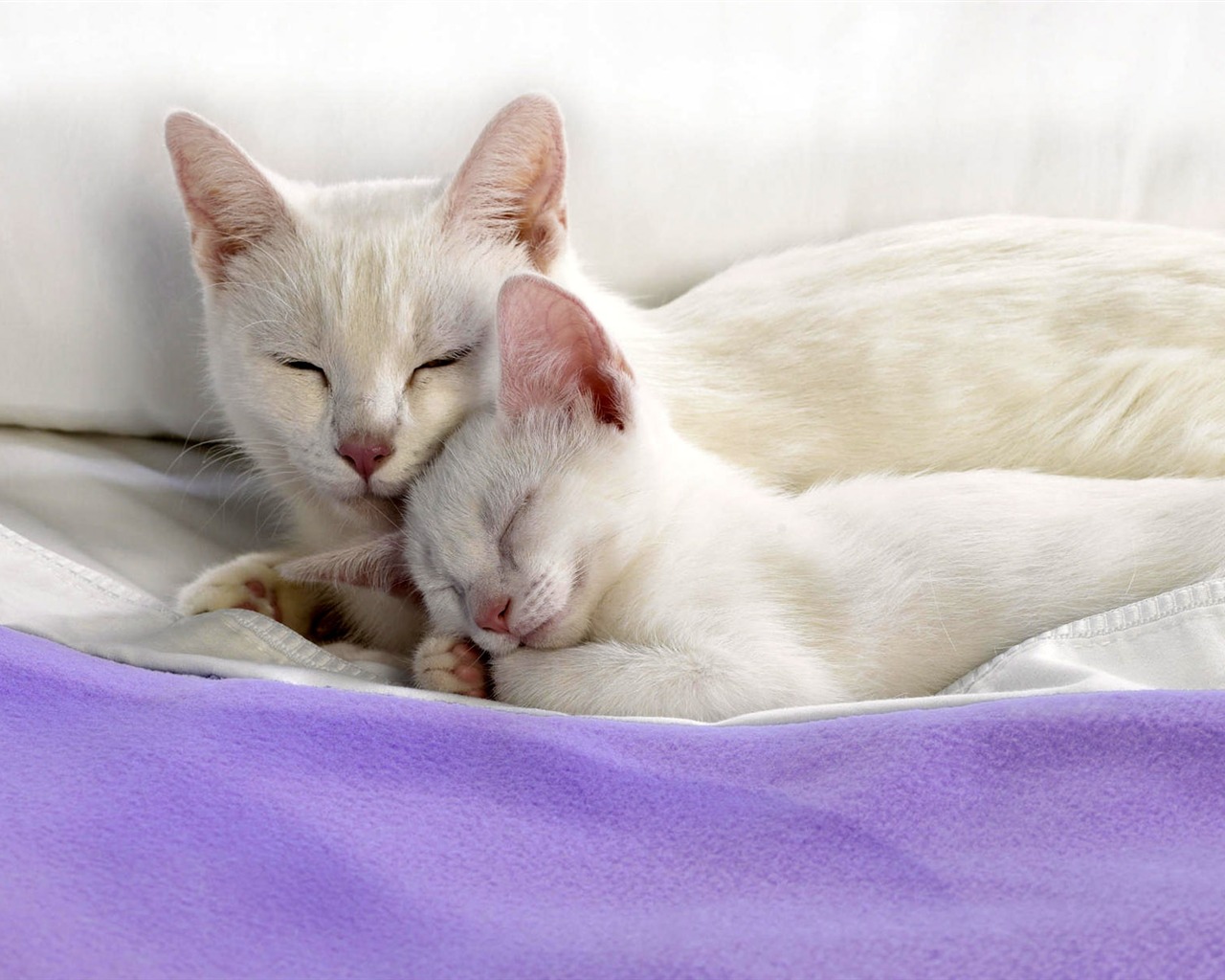 1920 Cat Foto Tapety (4) #12 - 1280x1024