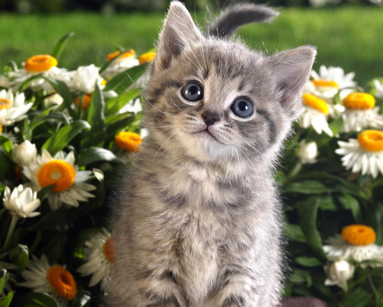 1920 Cat Foto Tapety (4) #13 - 1280x1024