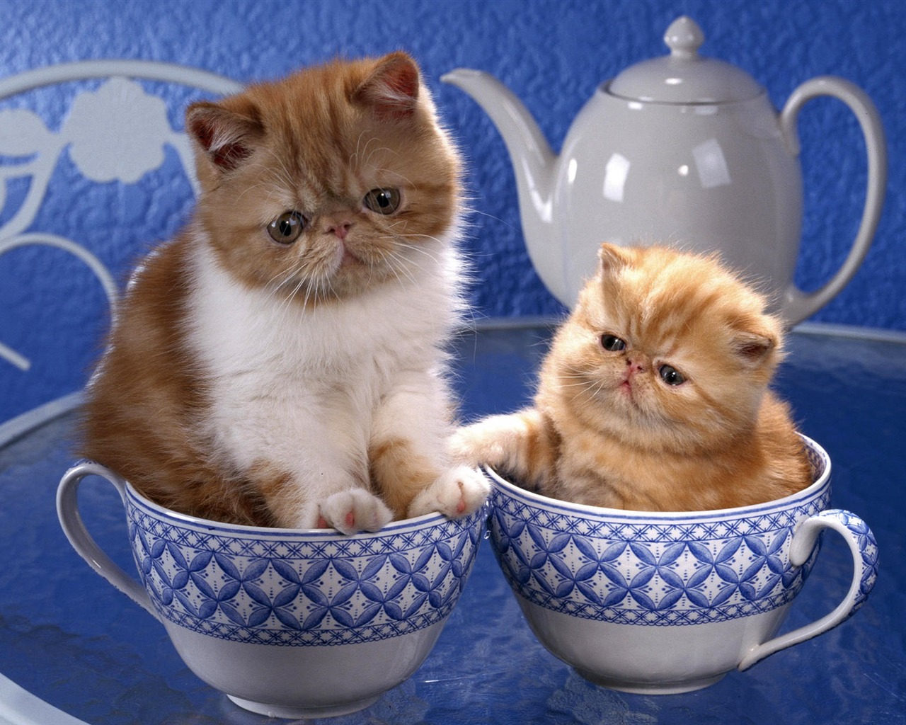 1920 Cat Photo Wallpaper (4) #15 - 1280x1024