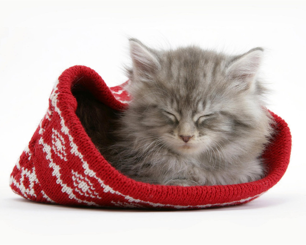 1920 Cat Foto Tapety (4) #17 - 1280x1024