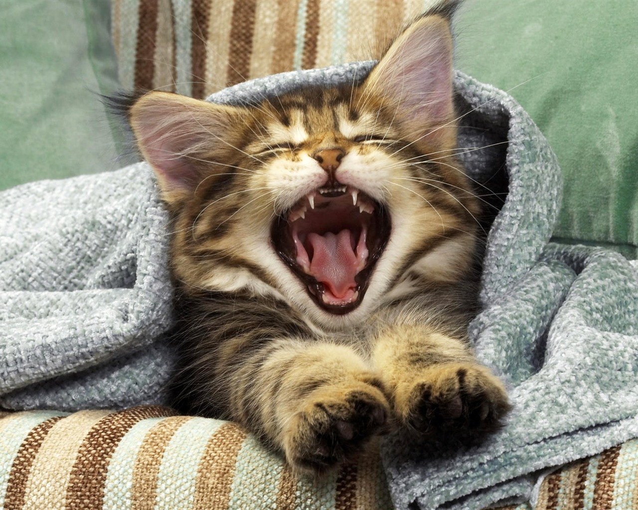 1920 Cat Foto Tapety (4) #18 - 1280x1024