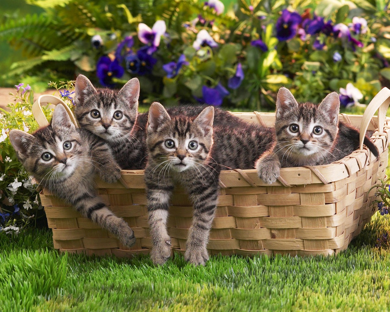 1920 Cat Foto Tapety (4) #19 - 1280x1024