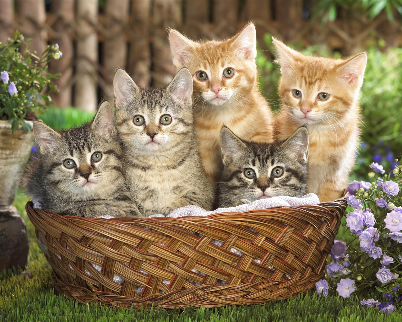 1920 Cat Photo Wallpaper (4) #20 - 1280x1024