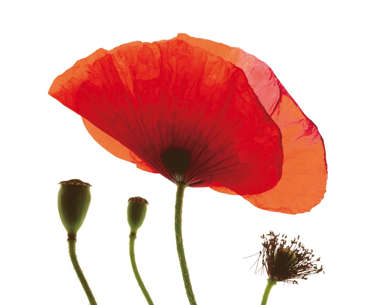 Widescreen wallpaper flowers close-up (6) #7 - 1280x1024