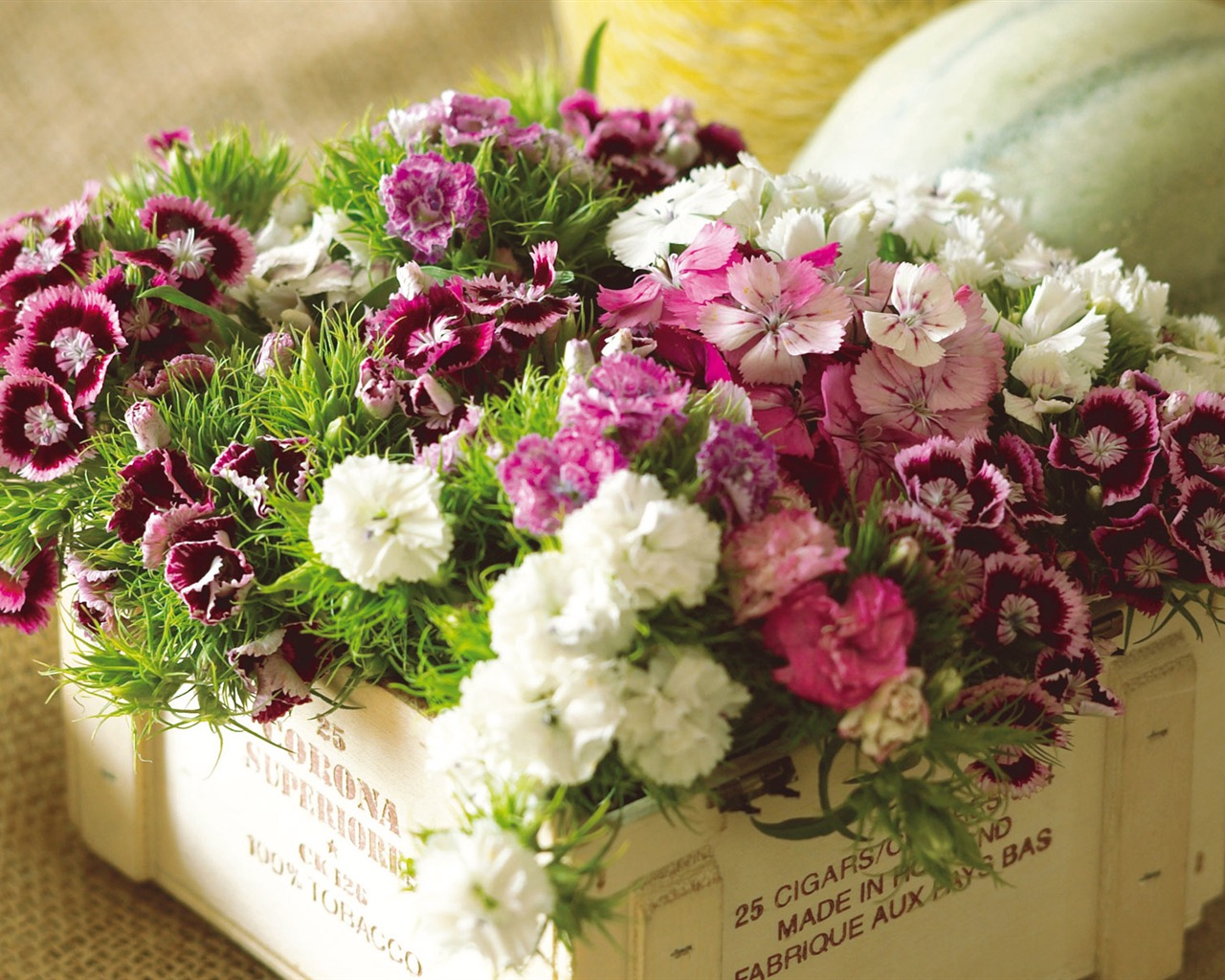 Widescreen wallpaper flowers close-up (6) #19 - 1280x1024