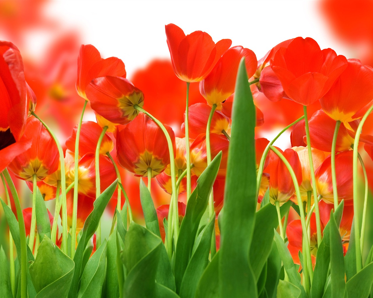 fondos de escritorio de gran tulipán (3) #1 - 1280x1024
