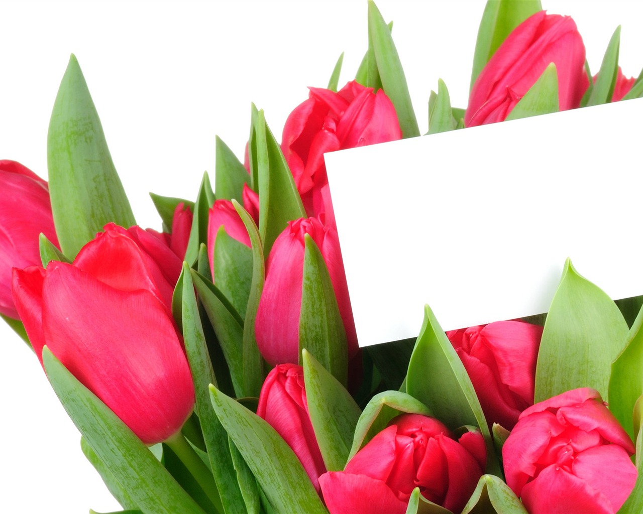 Velký tulipán tapetu (3) #3 - 1280x1024