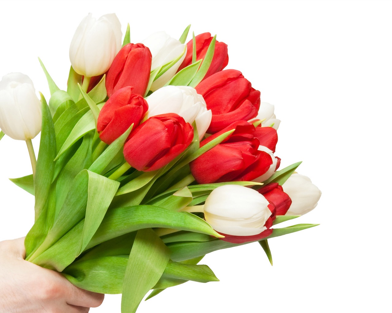 Velký tulipán tapetu (3) #5 - 1280x1024