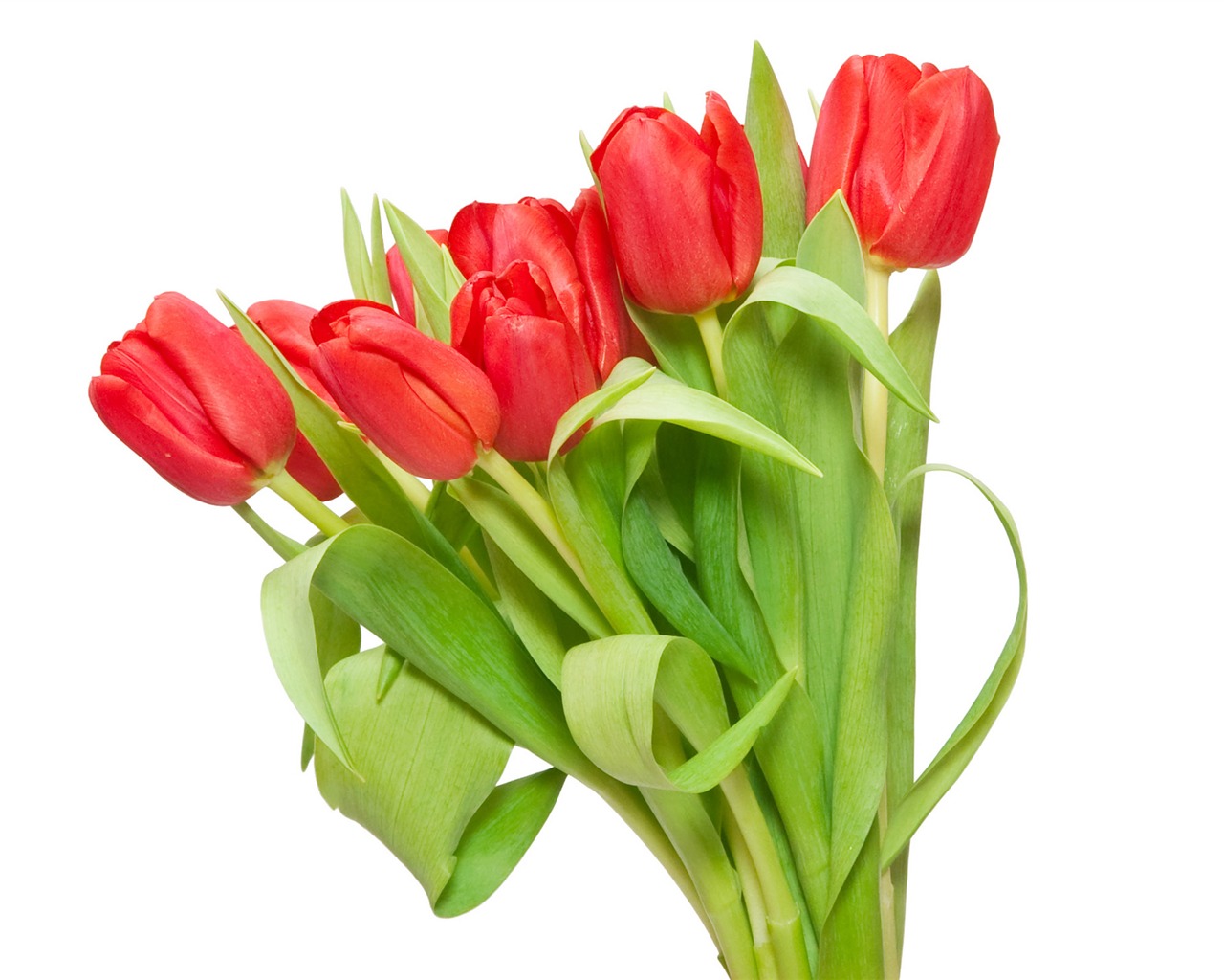 Large tulip wallpaper (3) #6 - 1280x1024