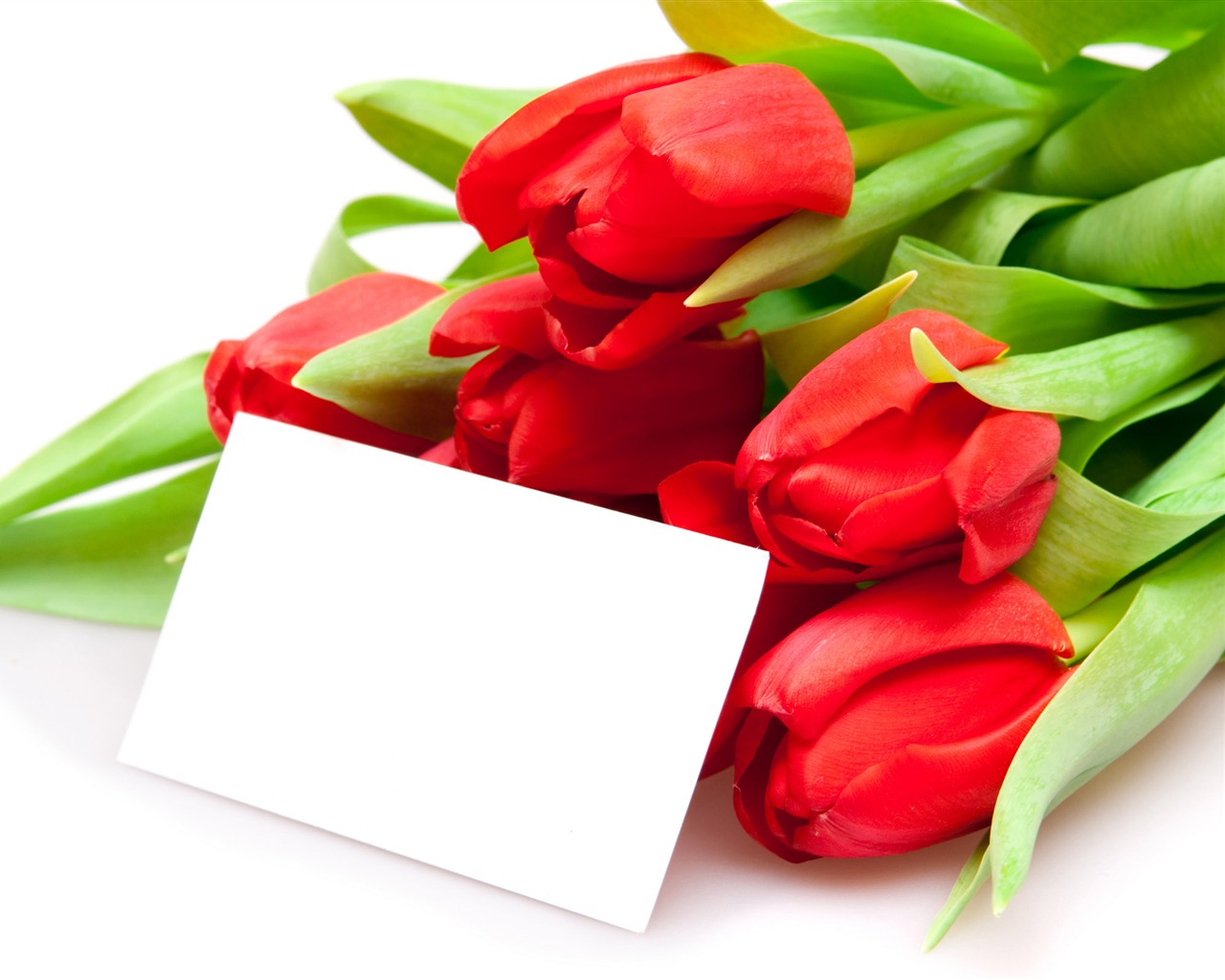 Velký tulipán tapetu (3) #8 - 1280x1024