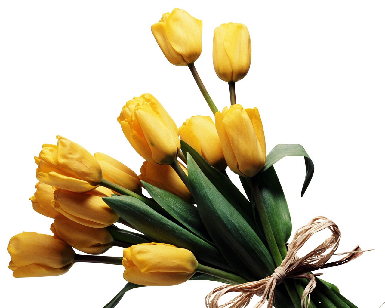 Velký tulipán tapetu (3) #10 - 1280x1024