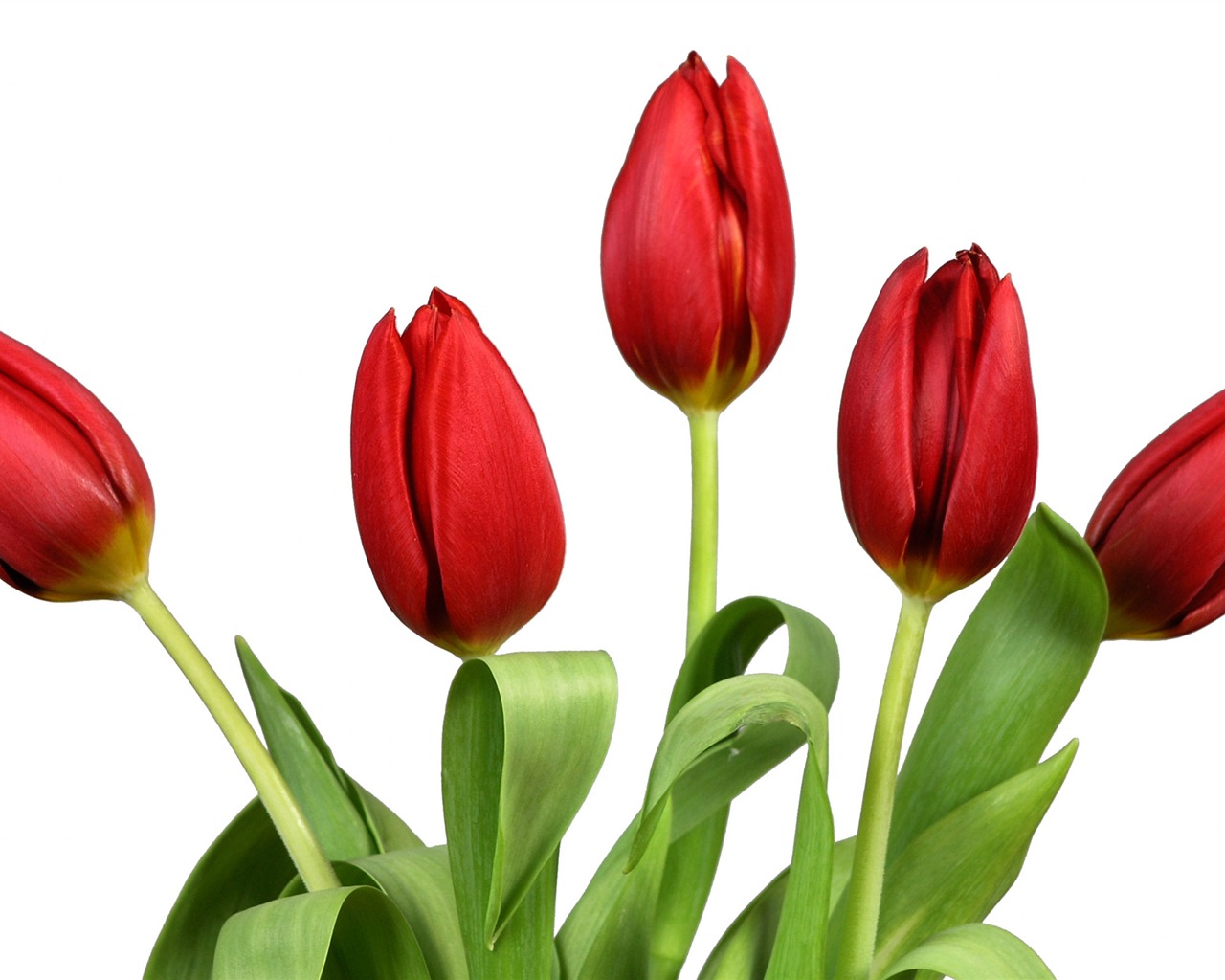 Large tulip wallpaper (3) #11 - 1280x1024