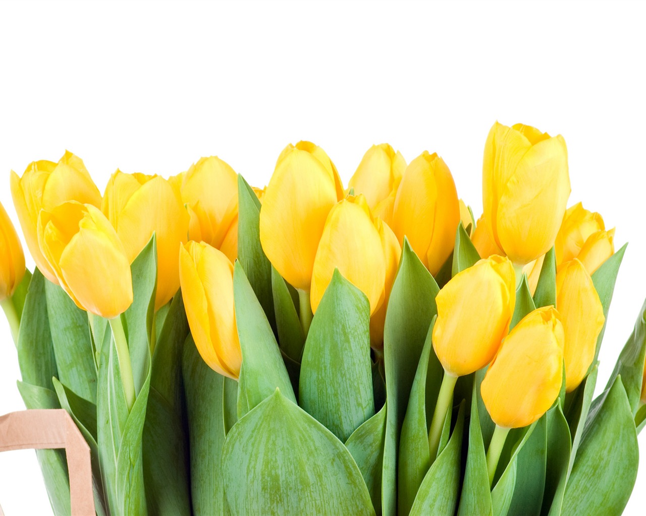 Velký tulipán tapetu (3) #17 - 1280x1024